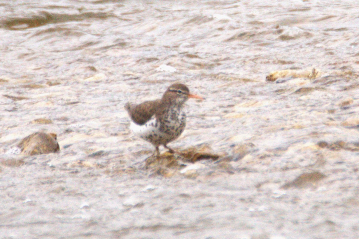 Spotted Sandpiper - ML635378430