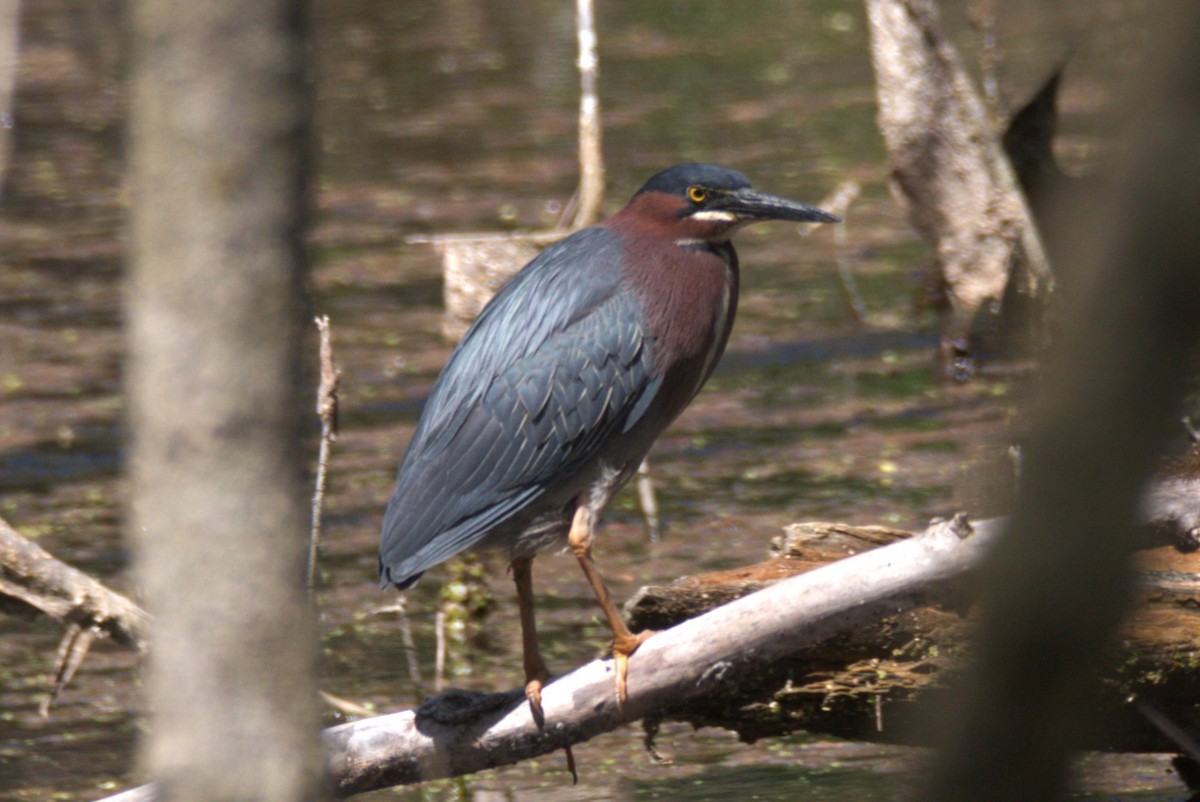 Green Heron - ML635378446