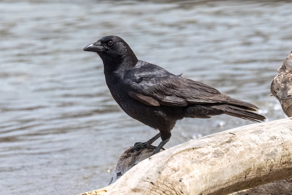 American Crow - ML635378464