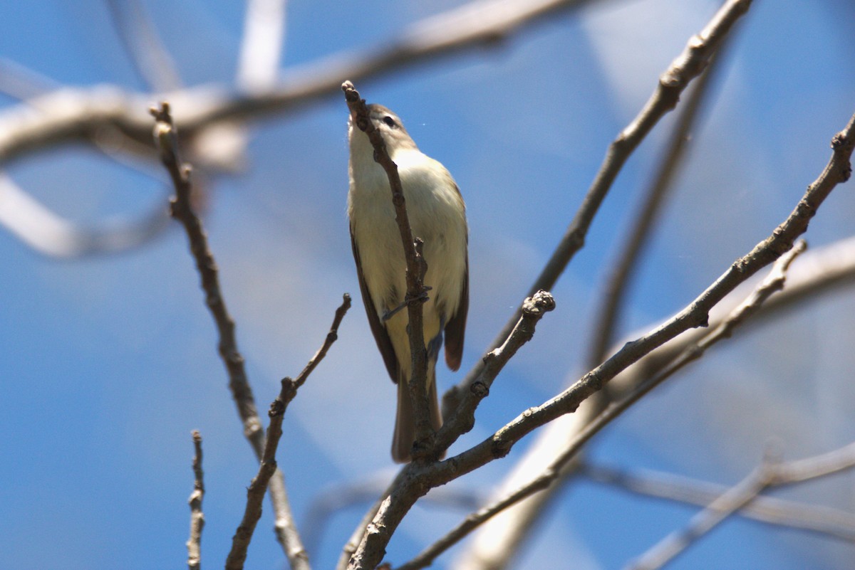 Warbling Vireo - ML635378465