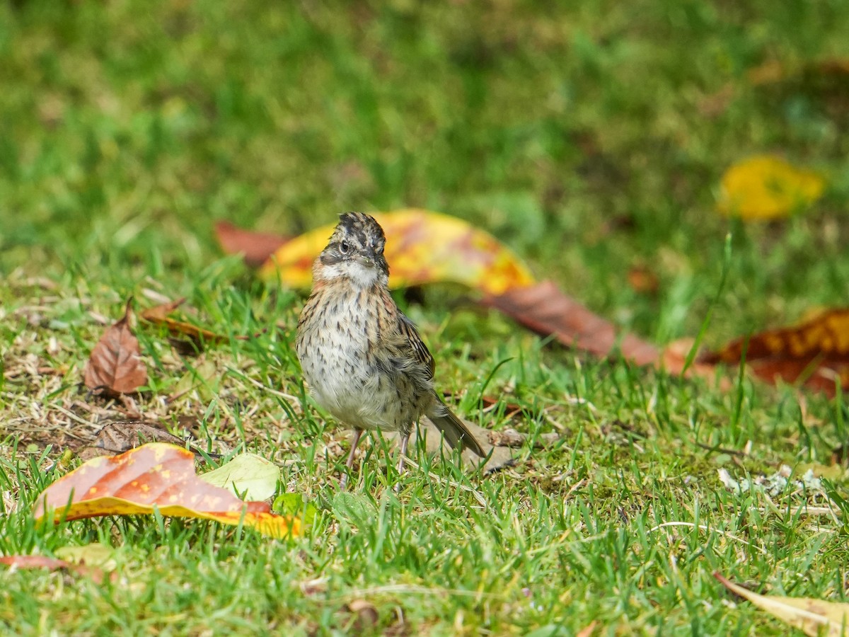 Rufous-collared Sparrow - ML635378474