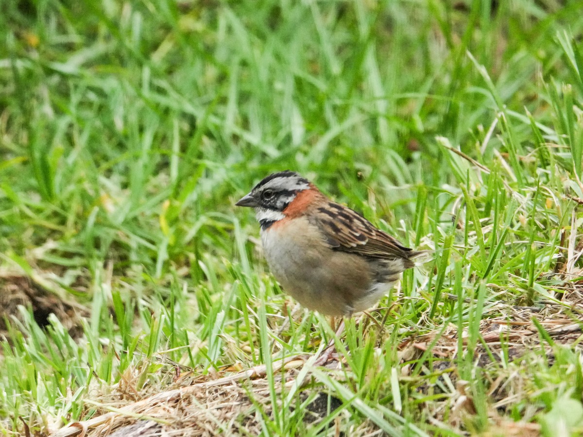 Rufous-collared Sparrow - ML635378480