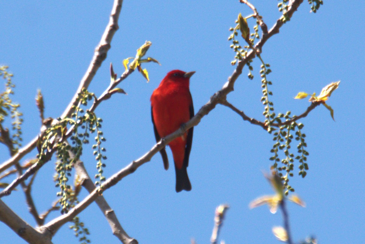 Scarlet Tanager - ML635378505