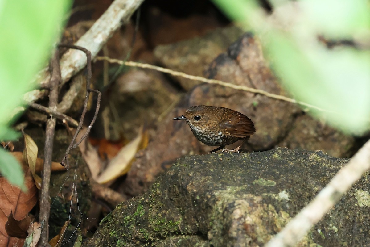 Pygmy Cupwing - ML635378553