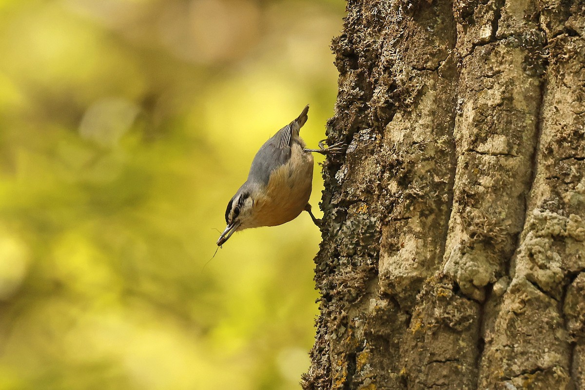 Algerian Nuthatch - ML635378599