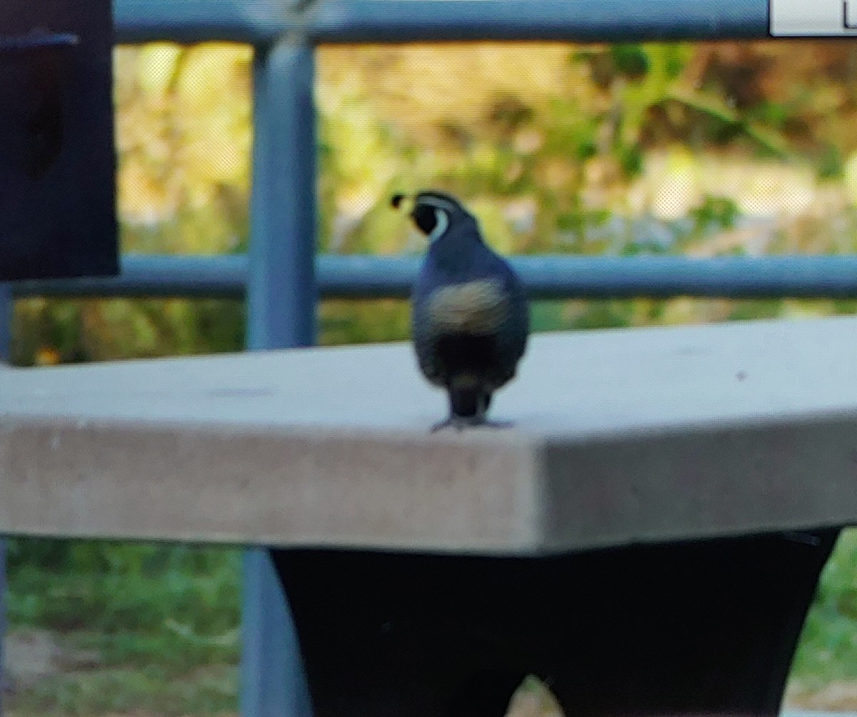 California Quail - ML635378616