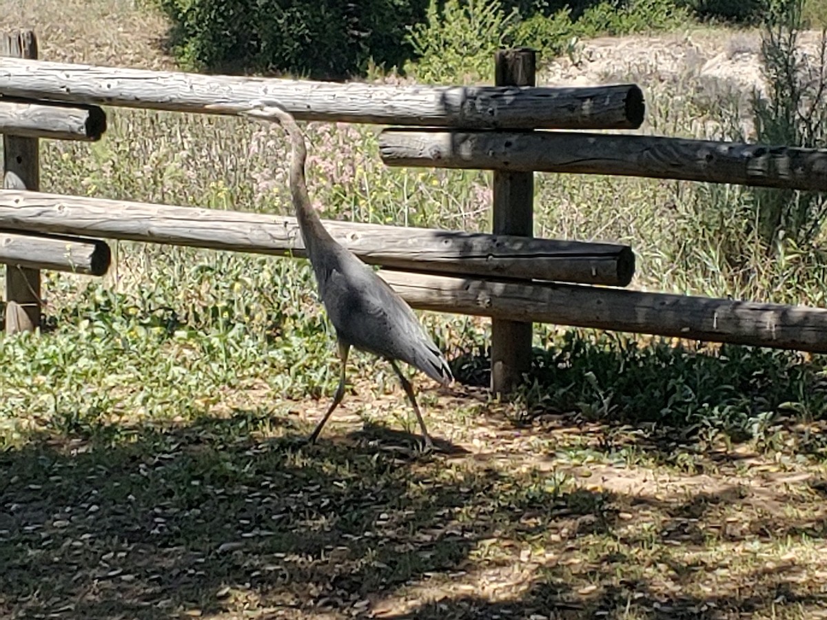 Great Blue Heron - ML635378638