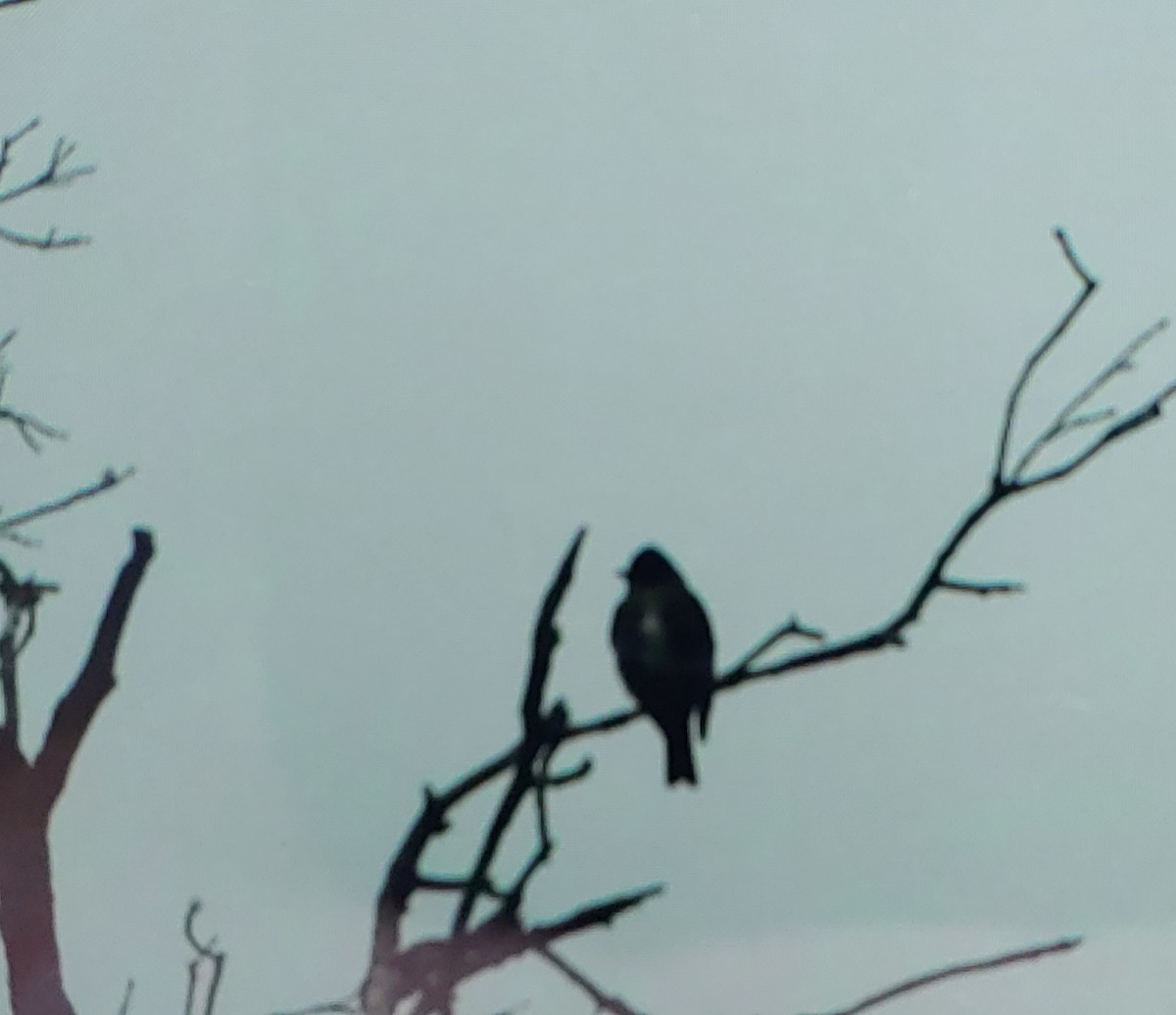 Olive-sided Flycatcher - ML635378646