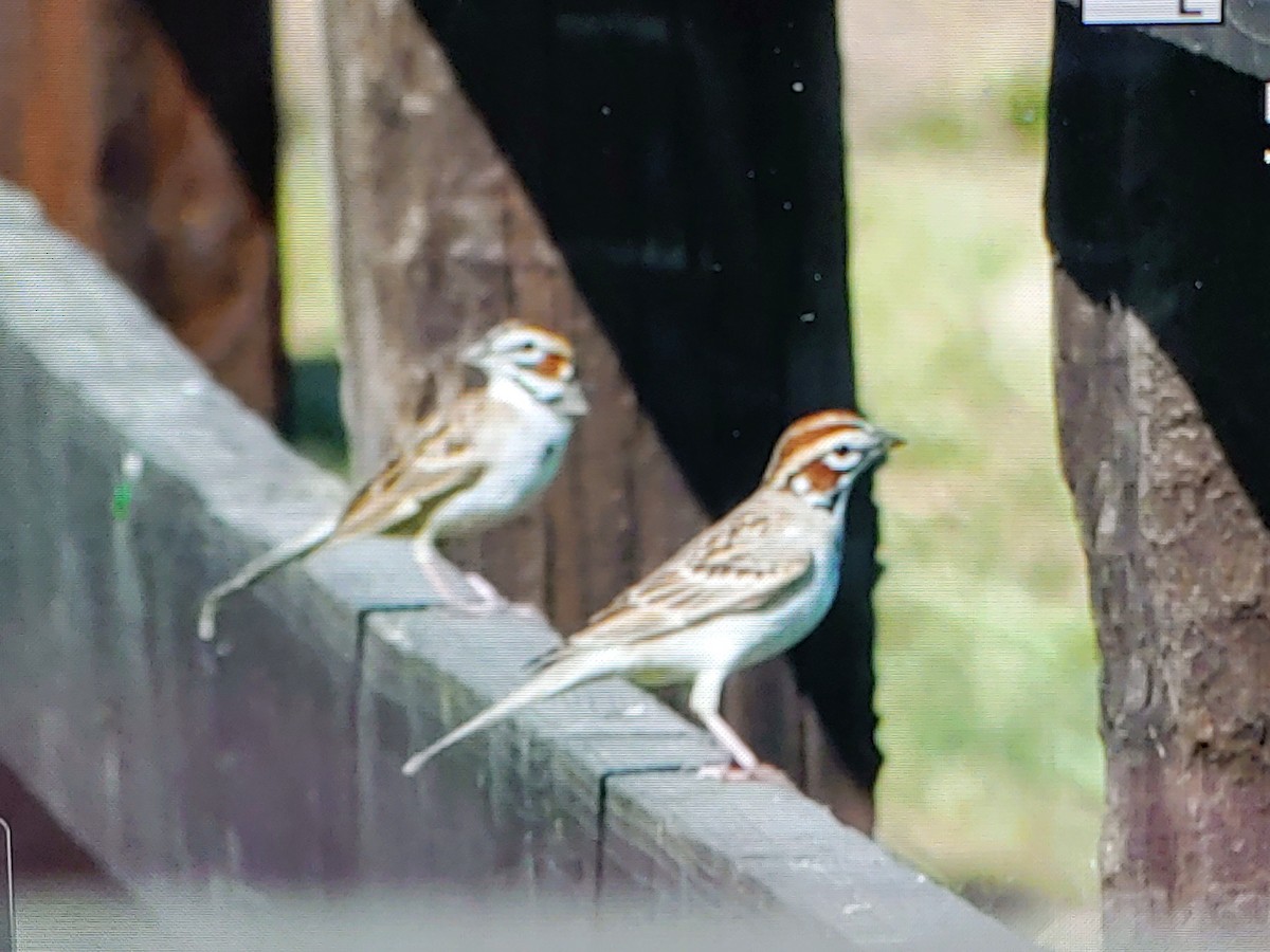 Lark Sparrow - ML635378657