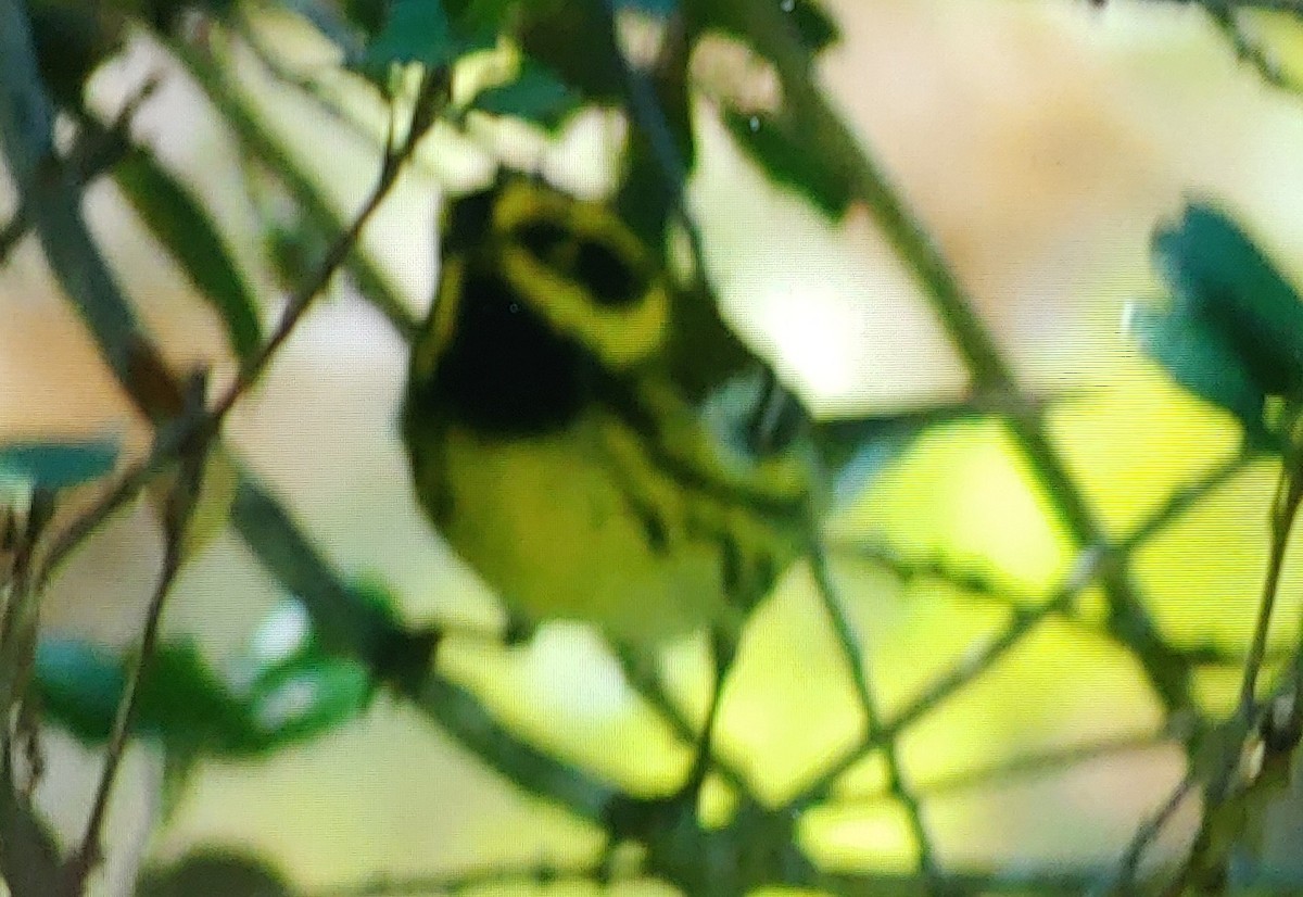 Townsend's Warbler - ML635378674