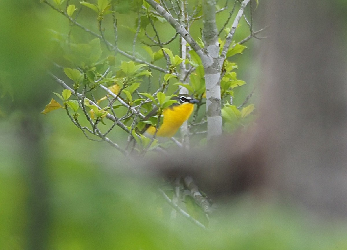 Yellow-breasted Chat - ML635378688