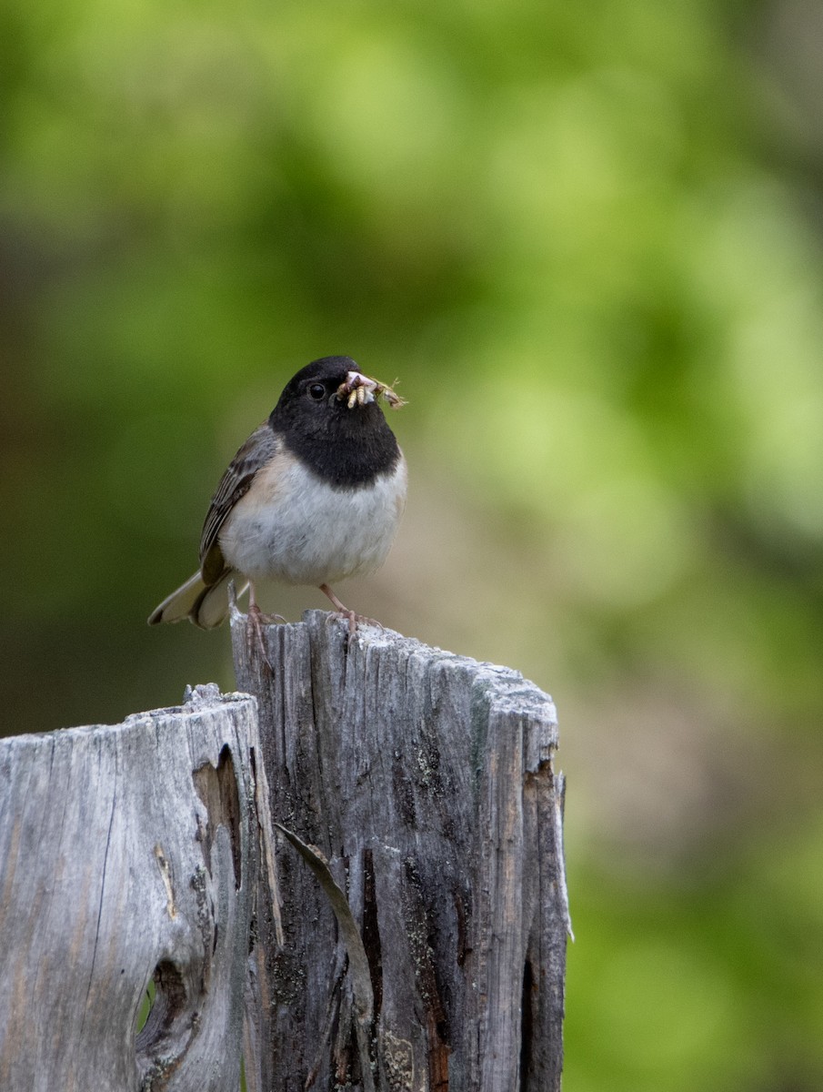 Dark-eyed Junco - ML635378767