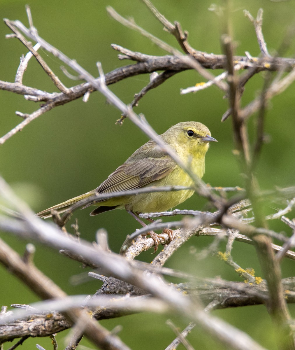 Orange-crowned Warbler - ML635378786