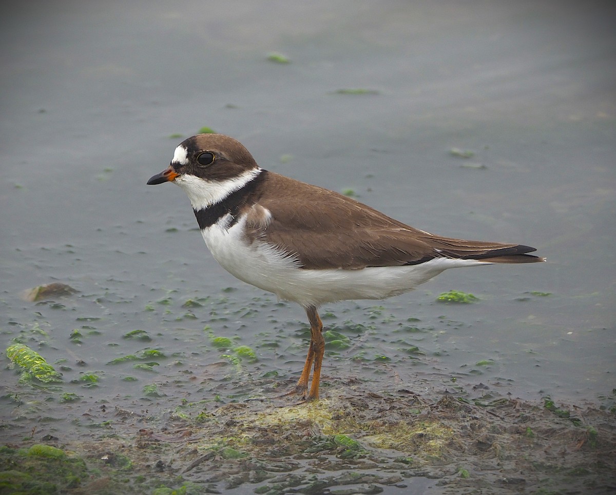 Semipalmated Plover - ML635378815