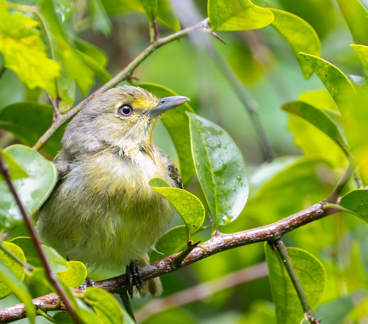 Vireo Piquigrueso - ML635378833
