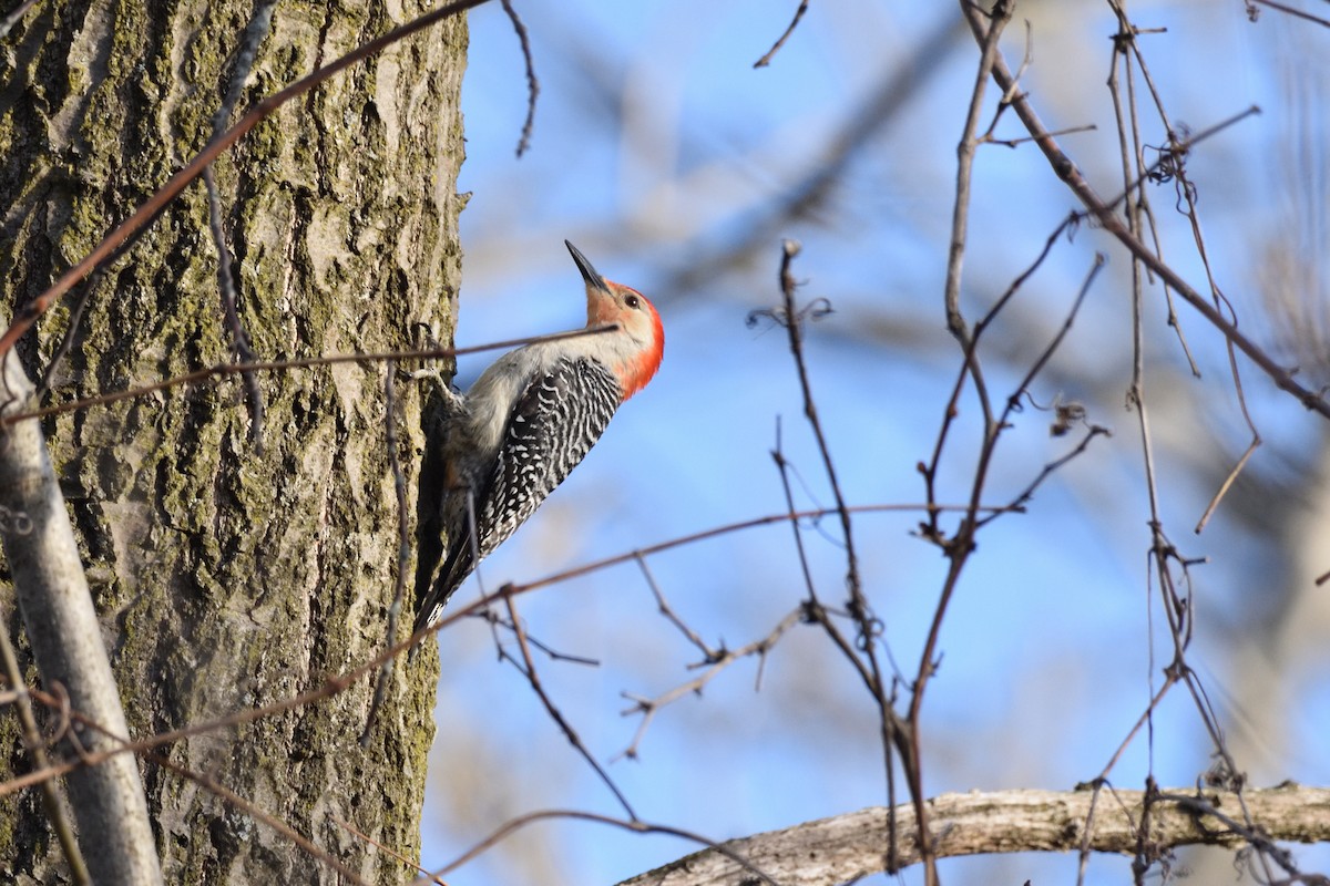 Red-bellied Woodpecker - ML635378852