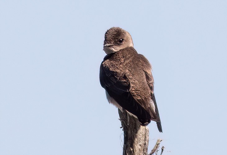 Northern Rough-winged Swallow - ML635378880