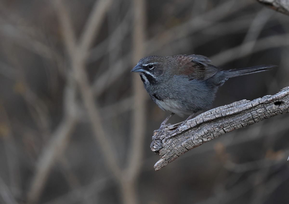 Five-striped Sparrow - ML635378887