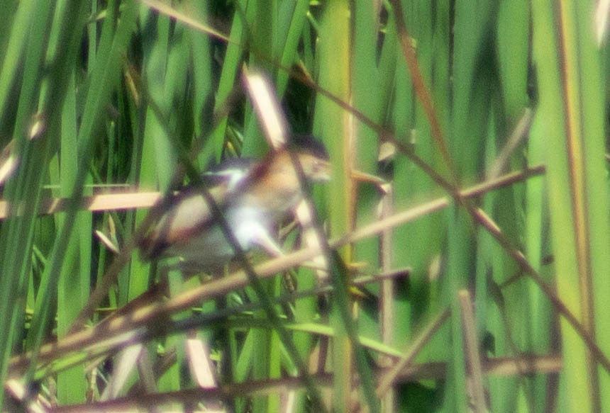 Least Bittern - ML635378894