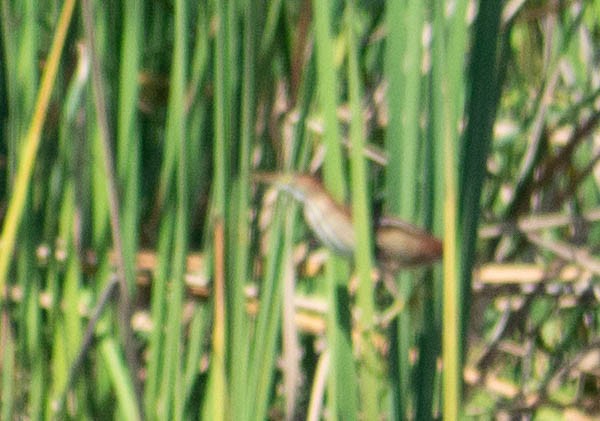 Least Bittern - ML635378895