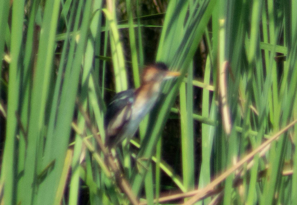 Least Bittern - ML635378896