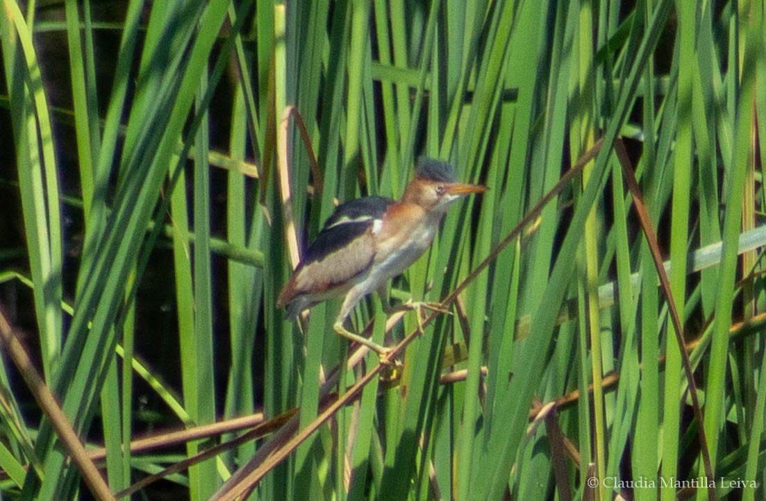 Least Bittern - ML635378897