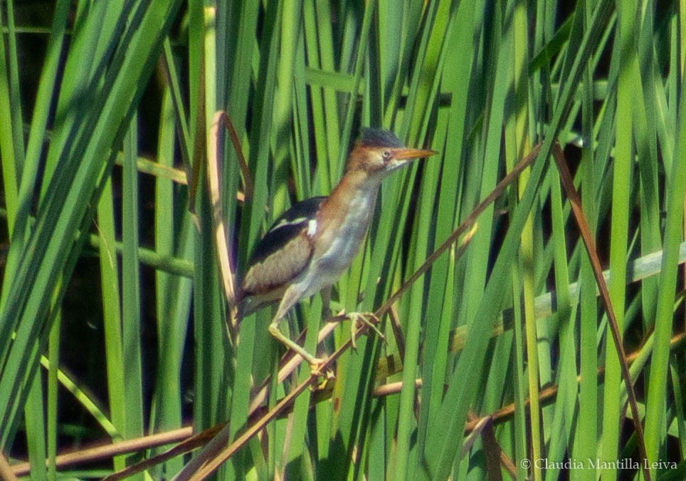 Least Bittern - ML635378898