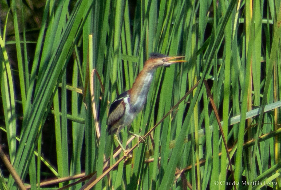 Least Bittern - ML635378899