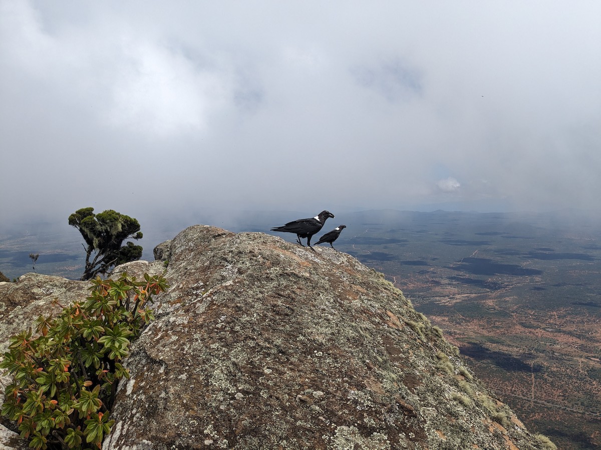 White-necked Raven - ML635378903