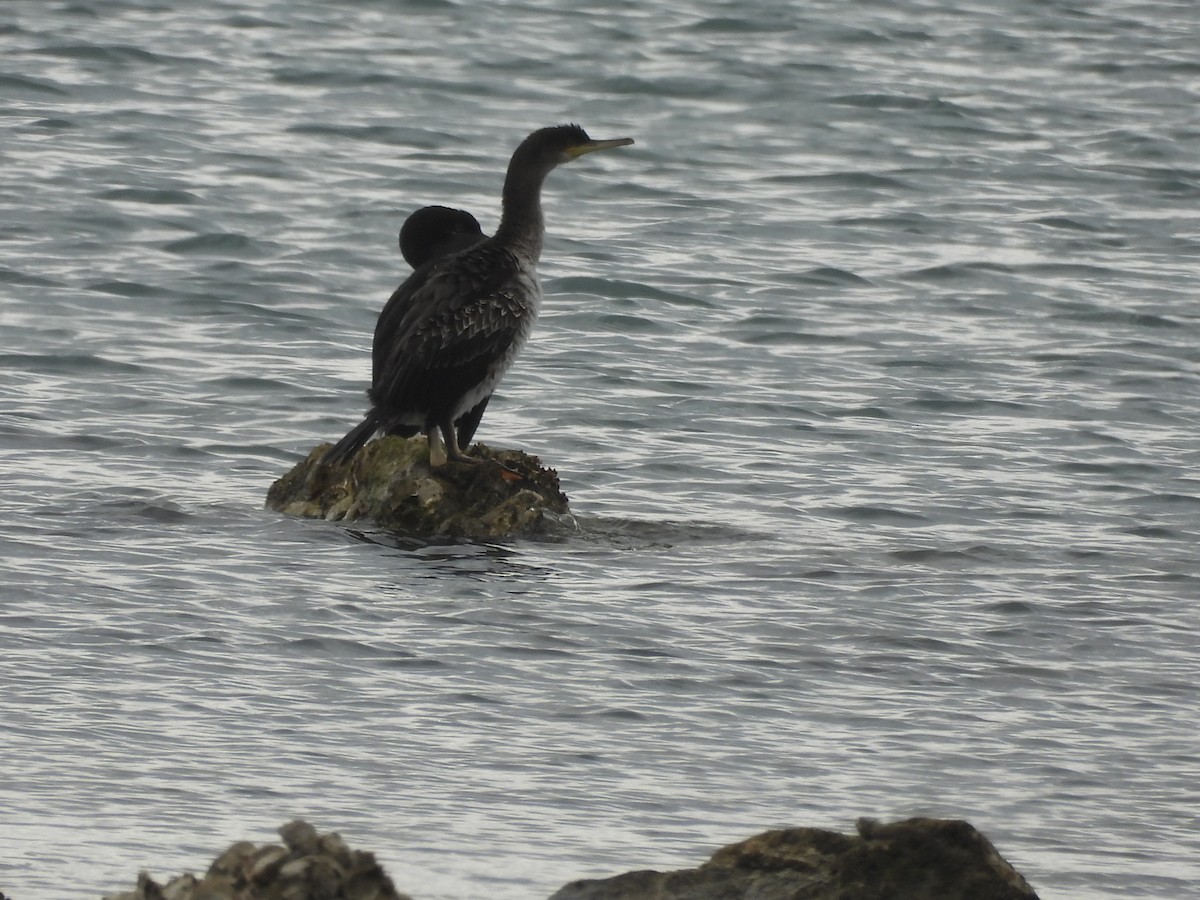 European Shag - ML635378905