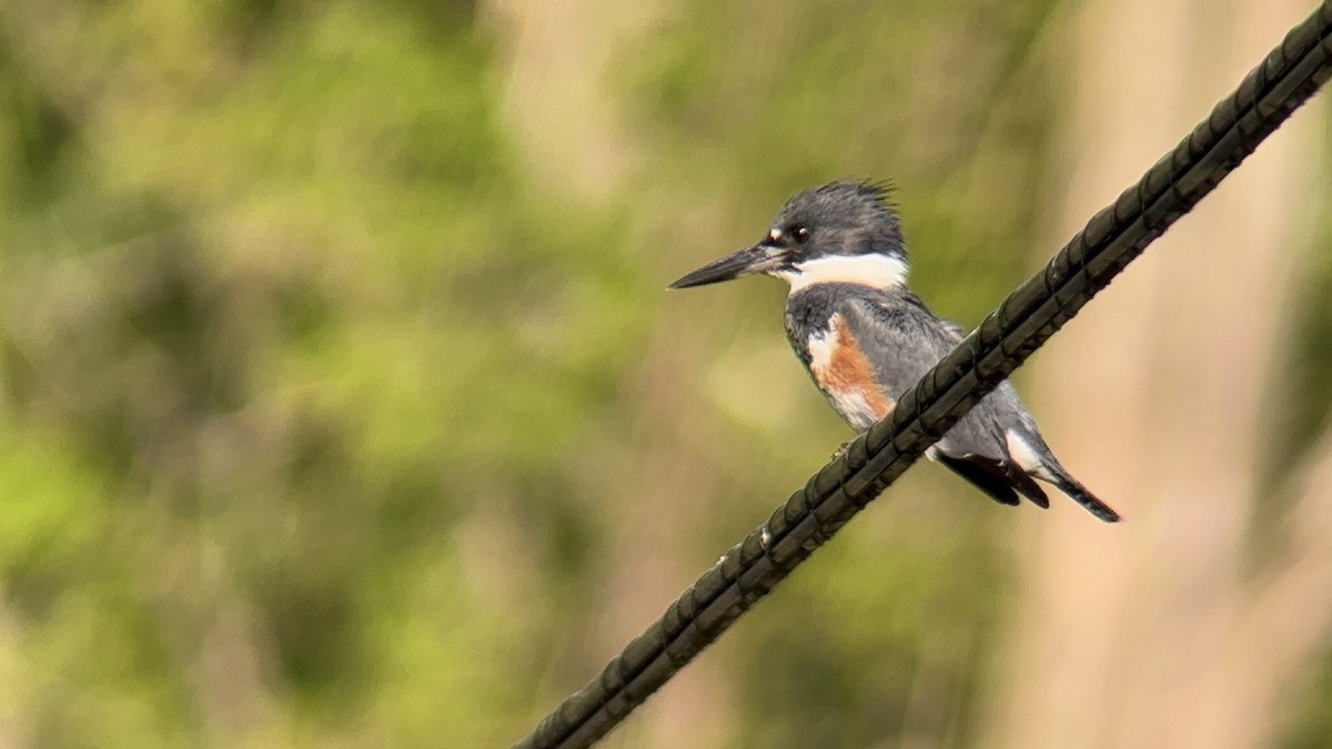 Belted Kingfisher - ML635378911
