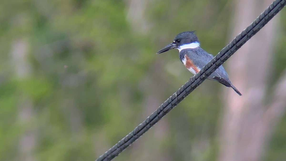 Belted Kingfisher - ML635378912