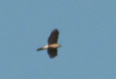 Gundlach's Hawk - ML635378914