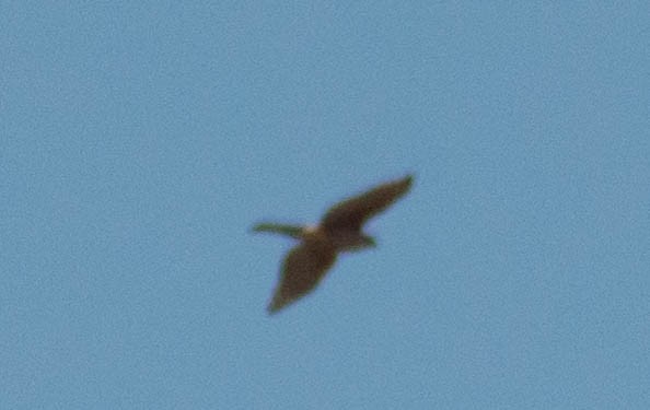 Gundlach's Hawk - ML635378915