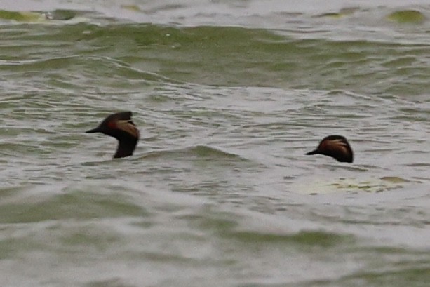 Eared Grebe - ML635378987