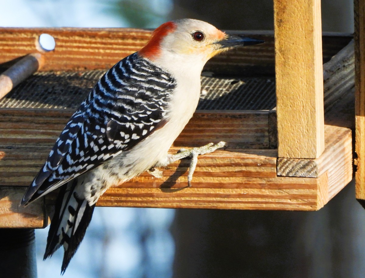 Red-bellied Woodpecker - ML635378993