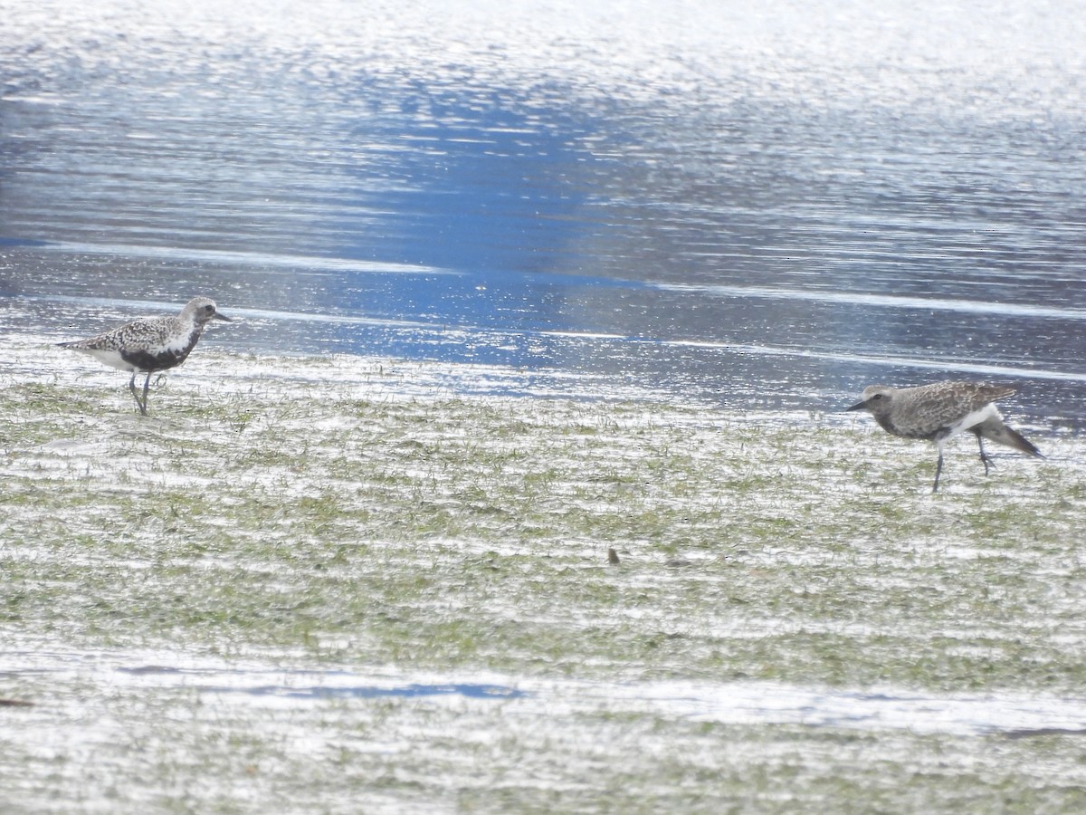 Black-bellied Plover - ML635378994