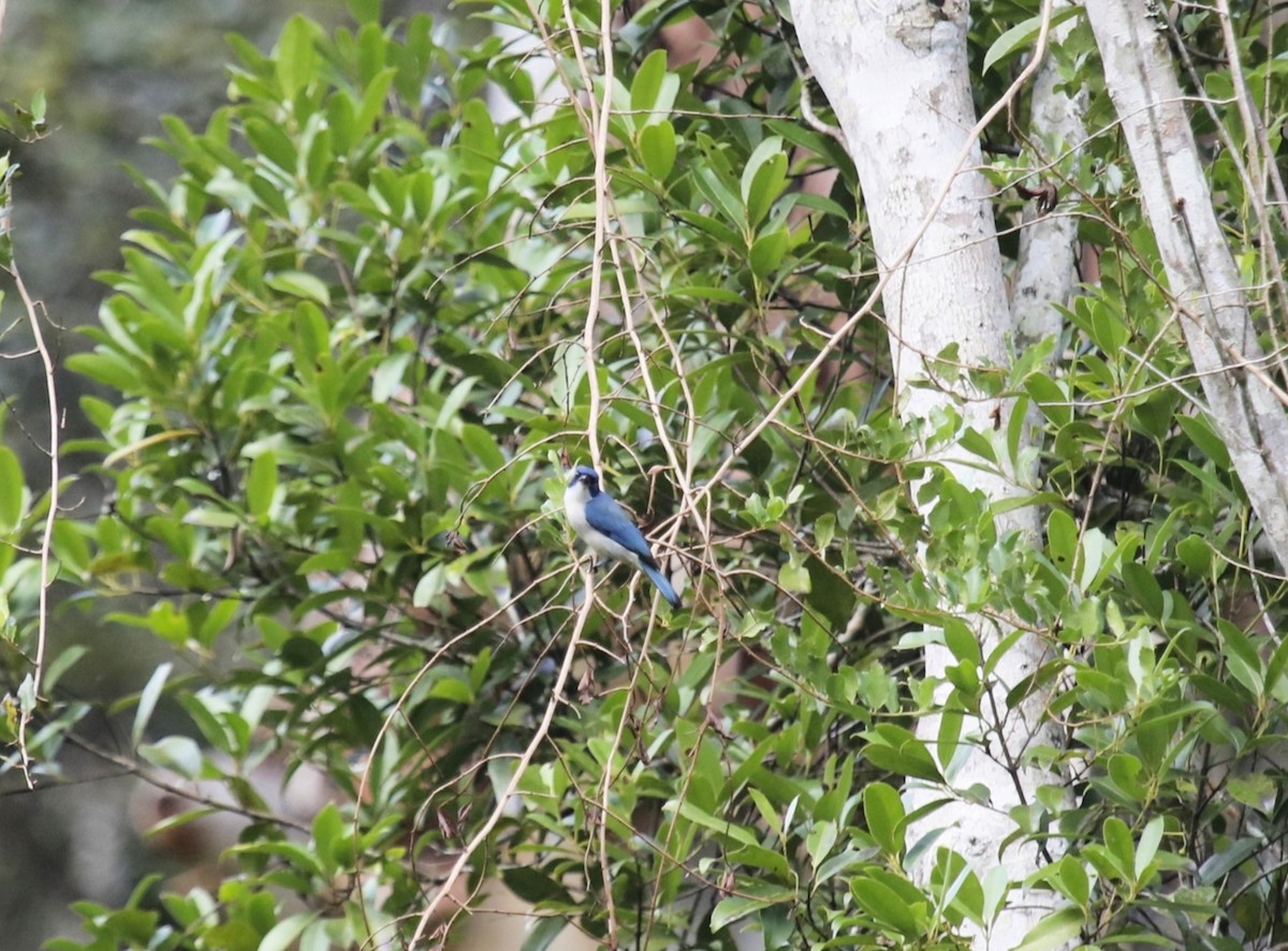 Madagascar Blue Vanga - ML635379000