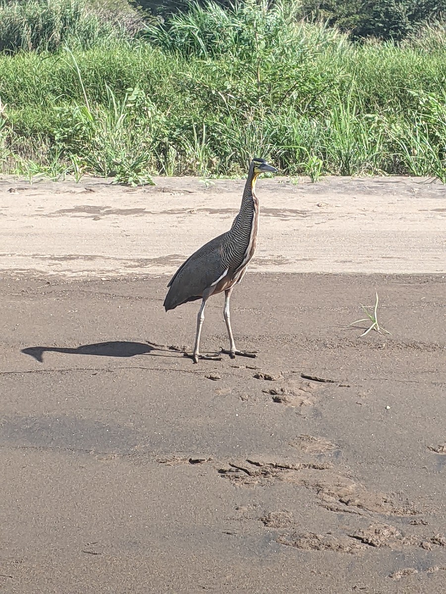 Bare-throated Tiger-Heron - ML635379039
