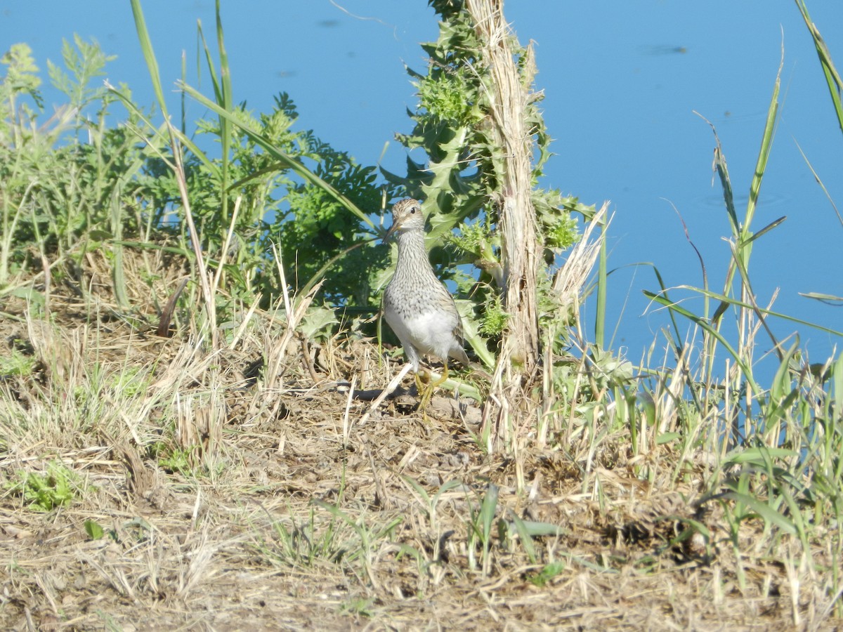 Graubrust-Strandläufer - ML635379101