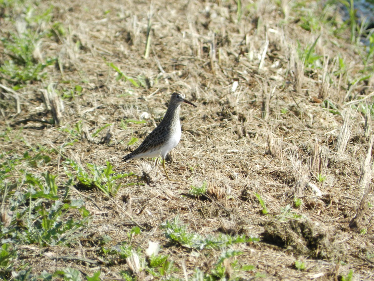 Graubrust-Strandläufer - ML635379144