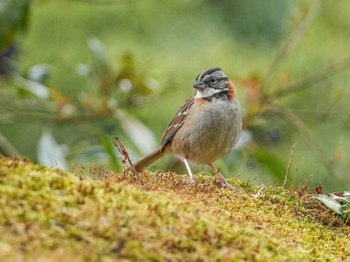 Rufous-collared Sparrow - ML635379146