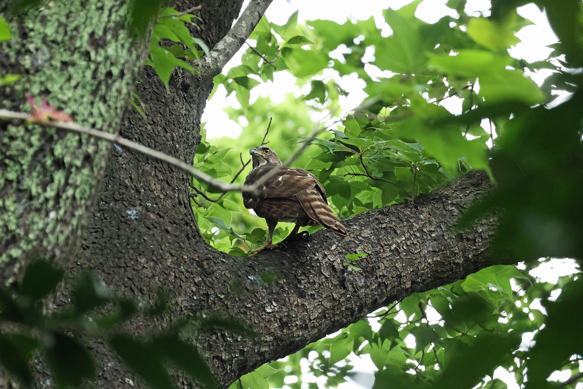 Crested Goshawk - ML635379151