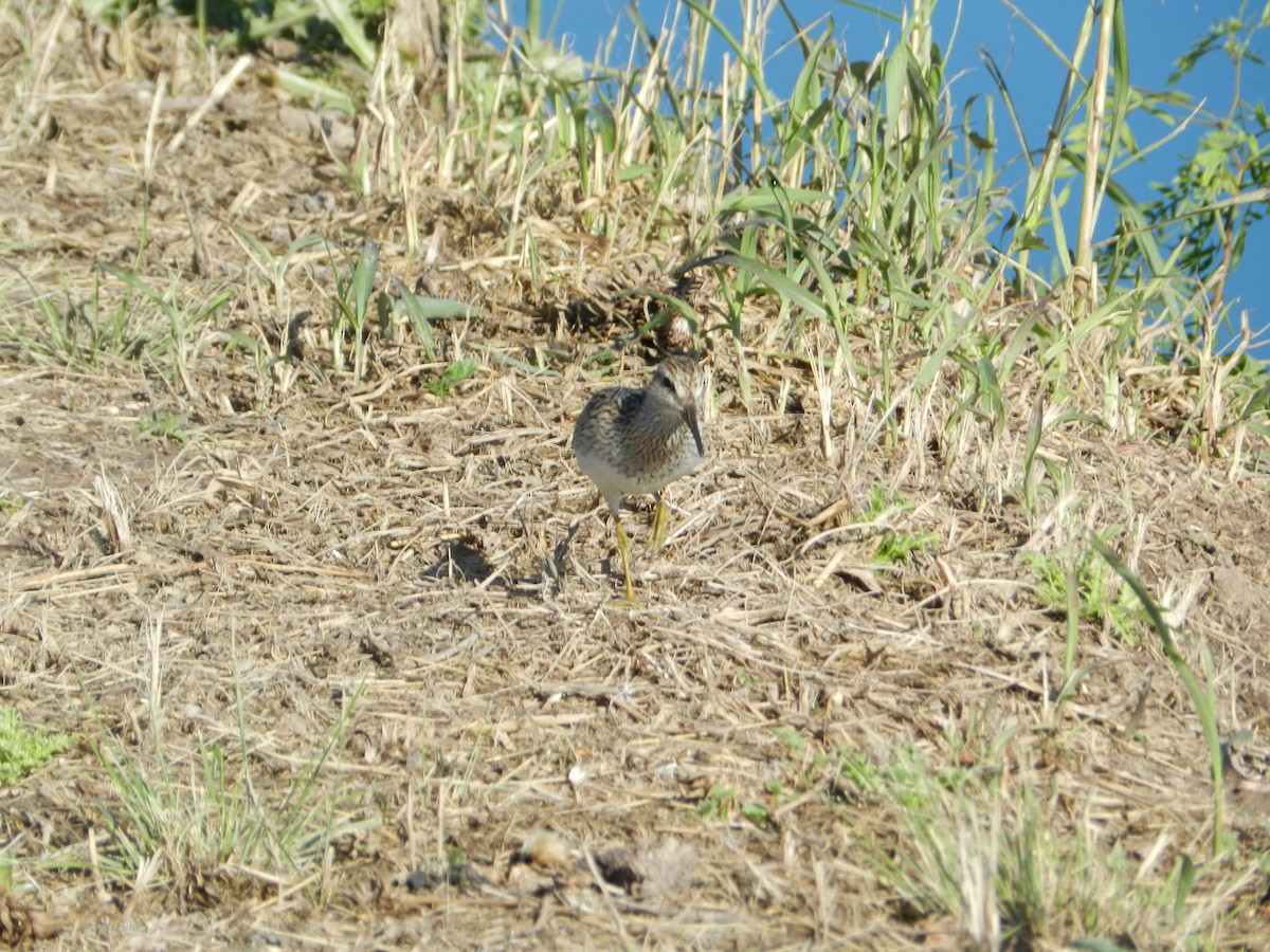 Graubrust-Strandläufer - ML635379166