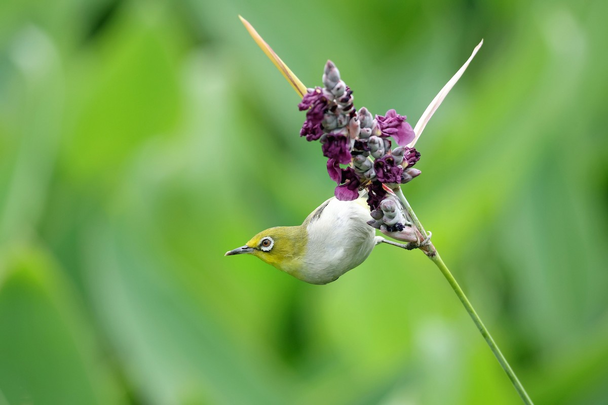 Swinhoe's White-eye - ML635379189