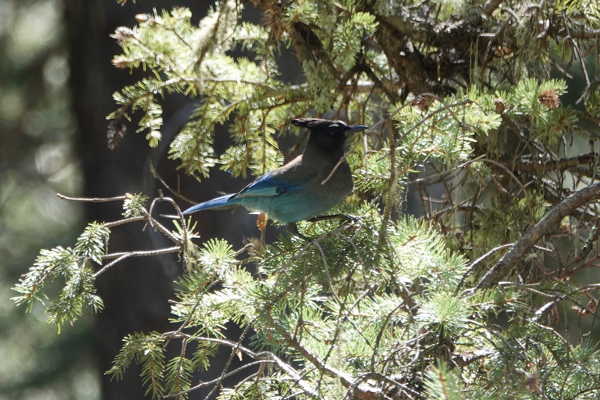 Steller's Jay - ML635379205