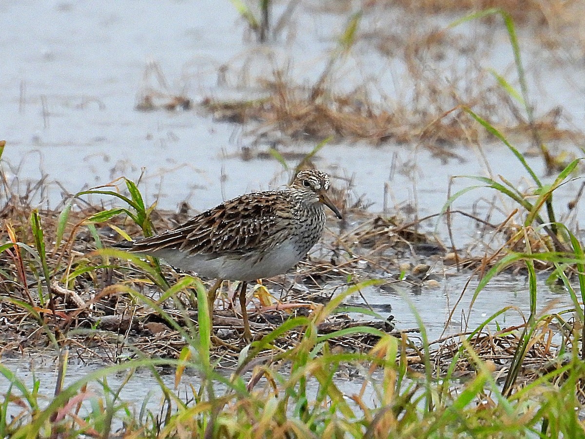 Graubrust-Strandläufer - ML635379259