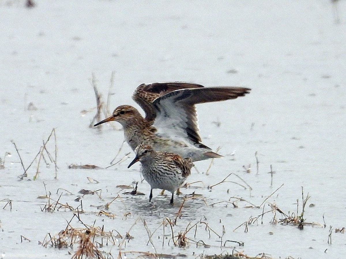 Graubrust-Strandläufer - ML635379264