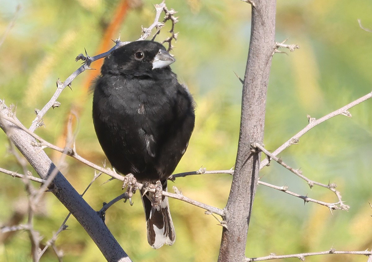 Lark Bunting - ML635379267