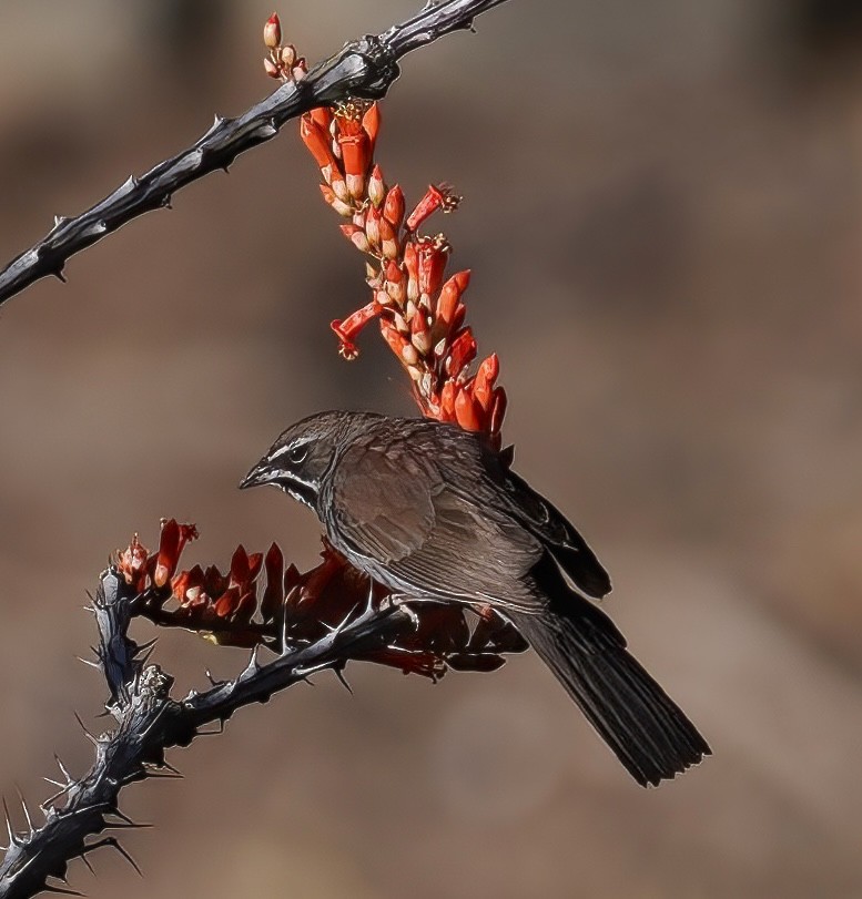 Five-striped Sparrow - ML635379340